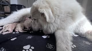 Great Pyrenees puppy